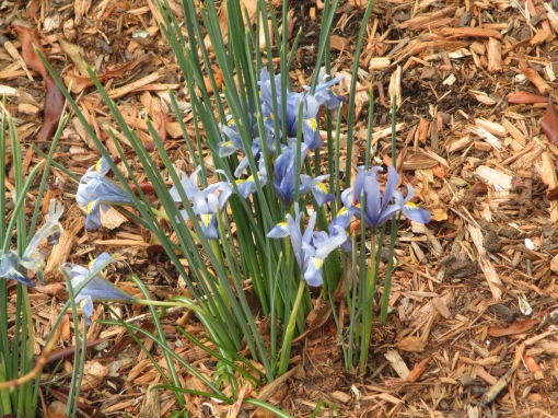 iris reticulata