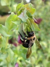 Cerinthe with bee
