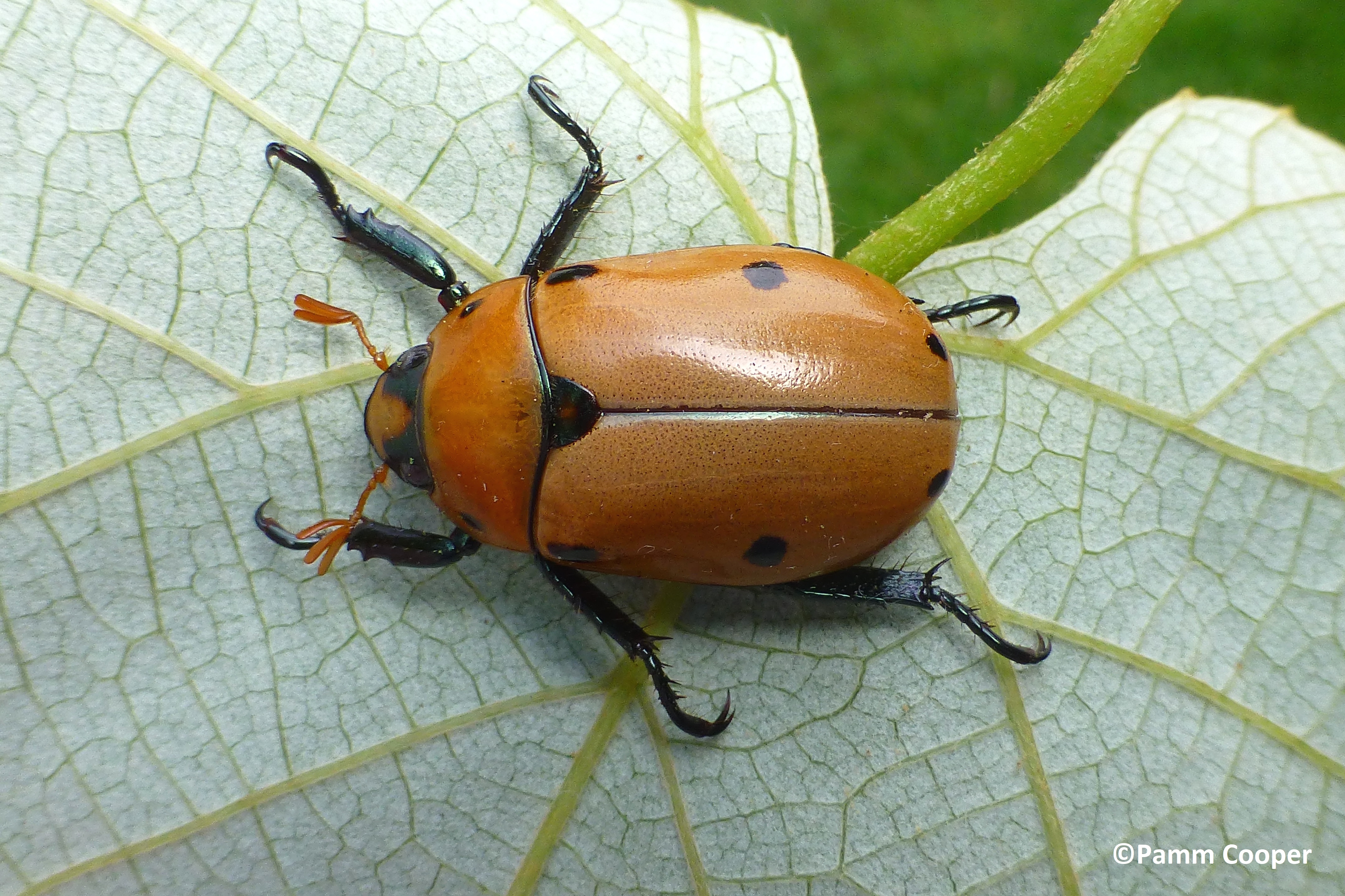 grapevine beetle 2019 Pamm Cooper photo