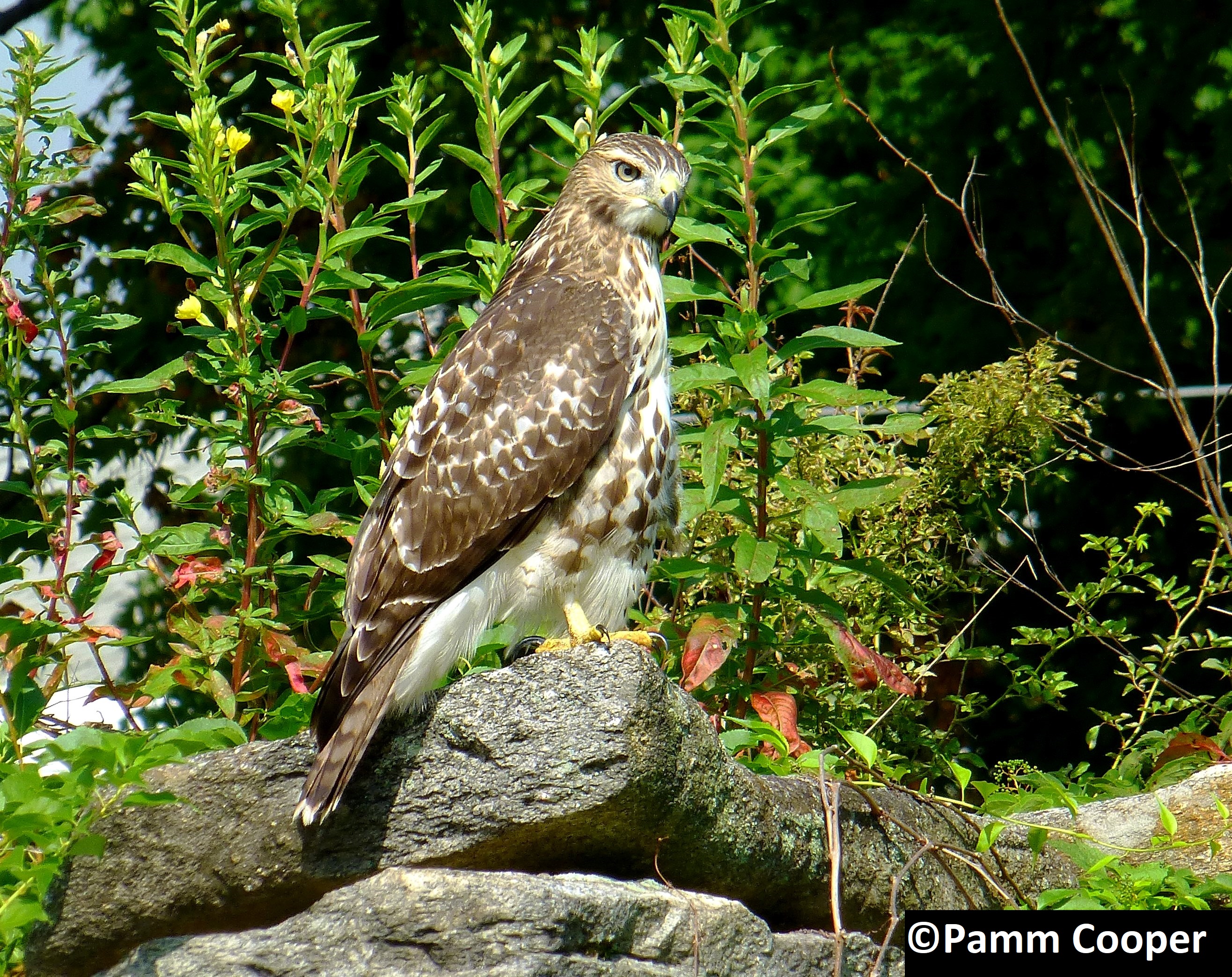 juvenile red- tailed hawk on rock wall late summer