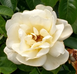rose 1