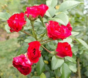 rose 5