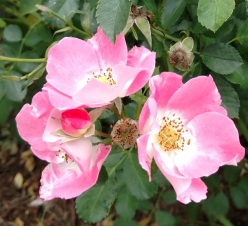 rose 6