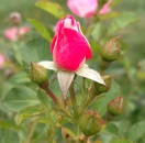 rose 7
