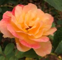 rose 8