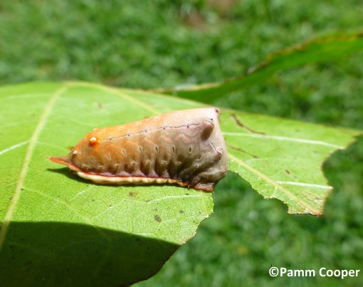 smaller parasa caterpillar