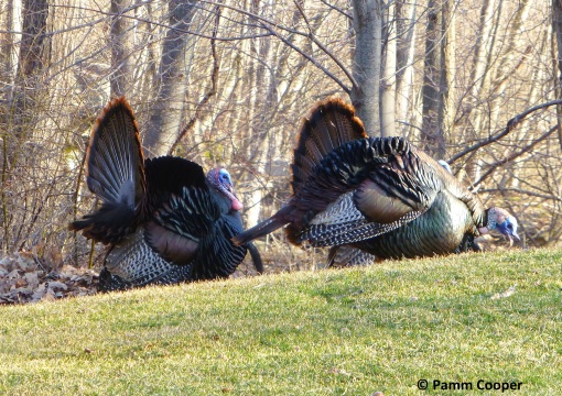 male turkeys fanning