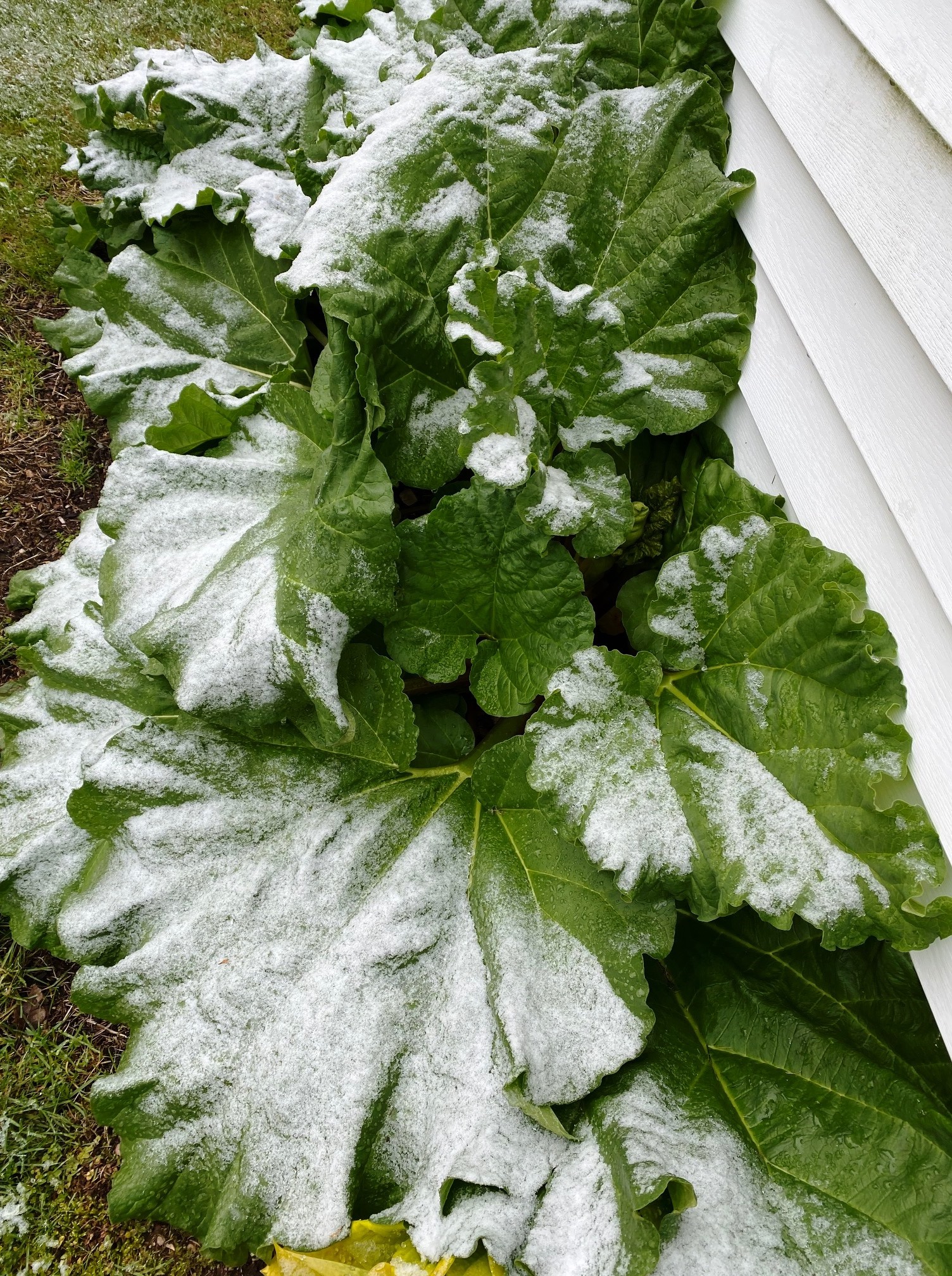Rhubarb in snow