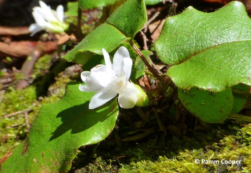 trailing arbutus showing hairs on stems and leaf edges April 2020