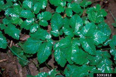 green_leaf goutweed (1)