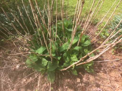 hydrangea w dead stems