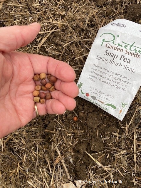 Pea seeds in hand