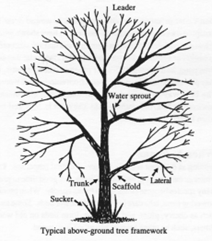 Diagram of tree anatomy 